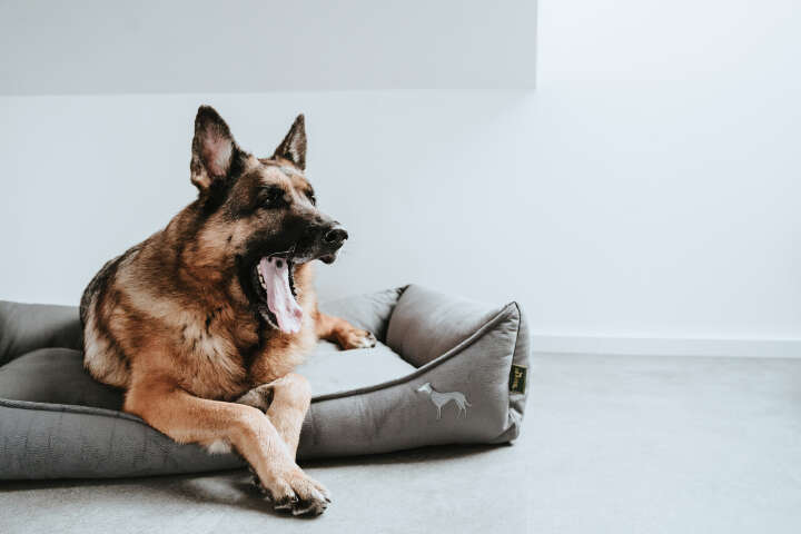 HUNTER Orthopädisches Hundesofa Merida